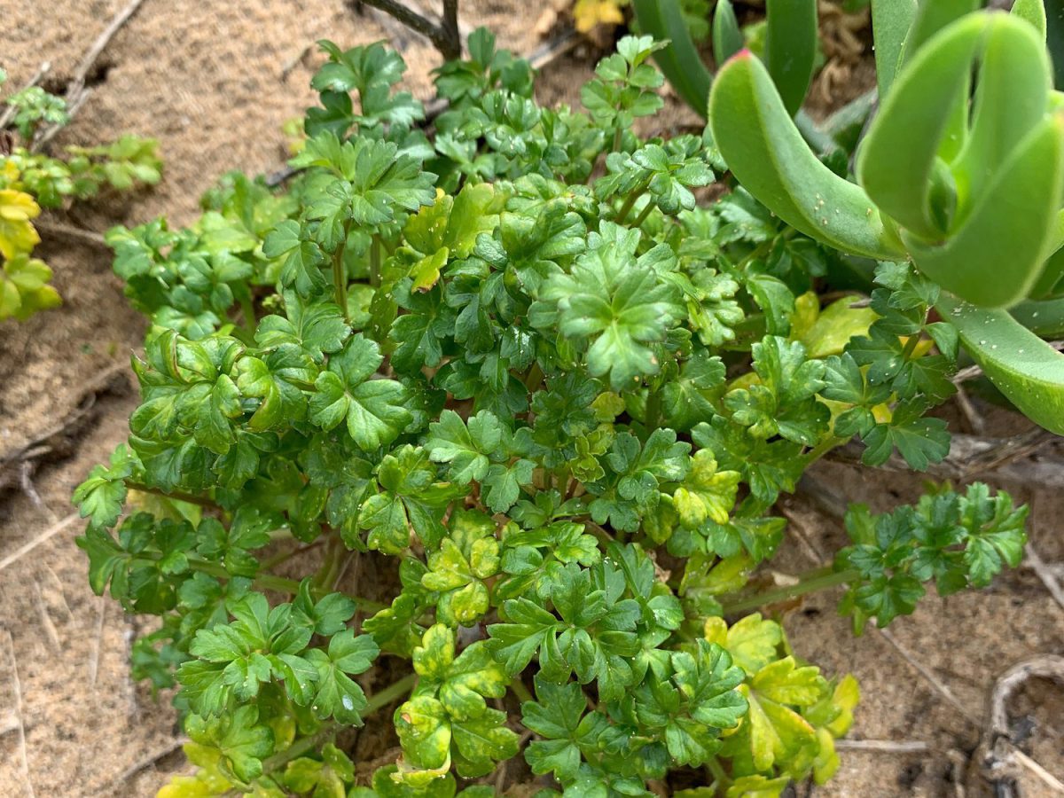 Plant Sea Celery Barwon Bluff