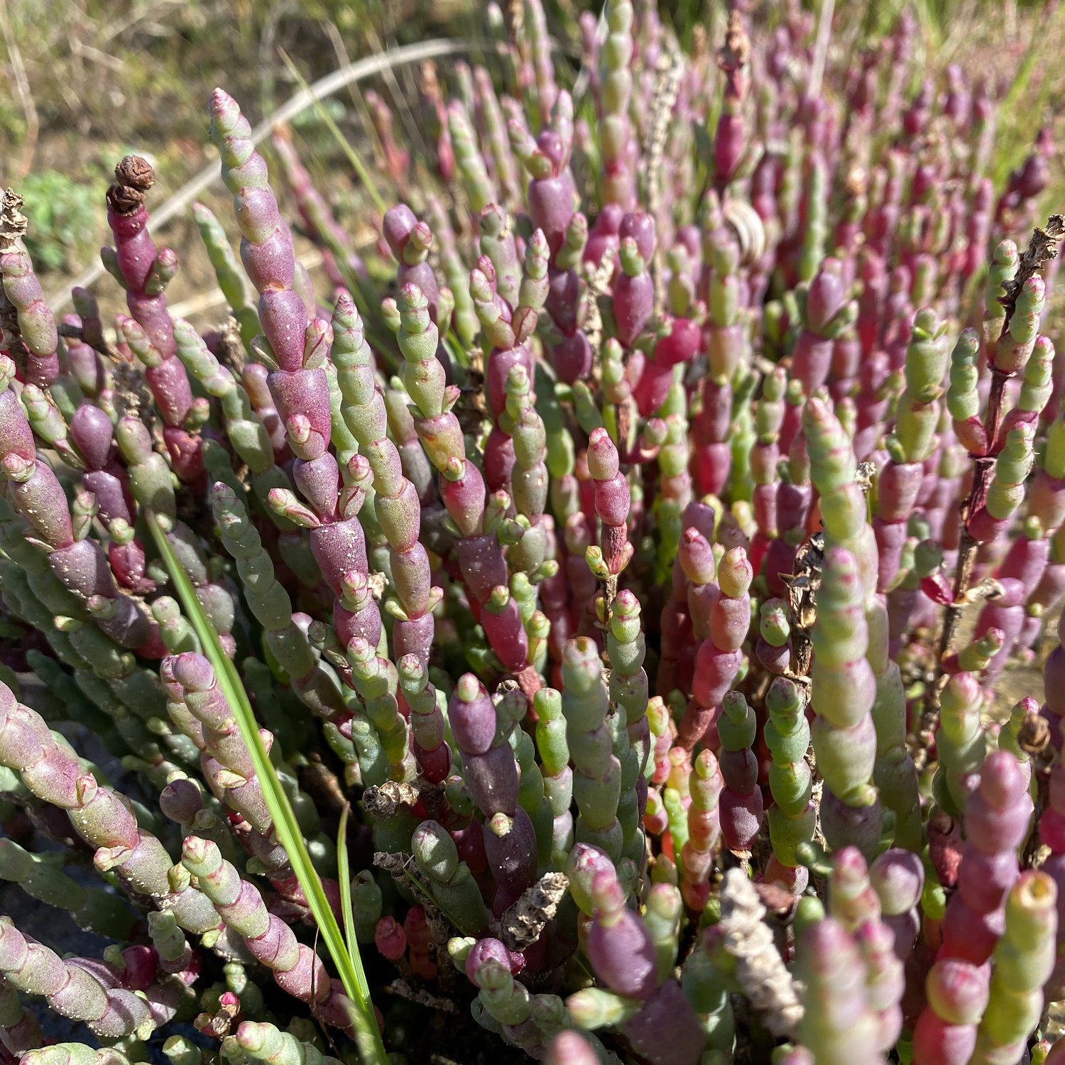 This image has an empty alt attribute; its file name is Beaded-Glasswort-NW-edited-1.jpeg