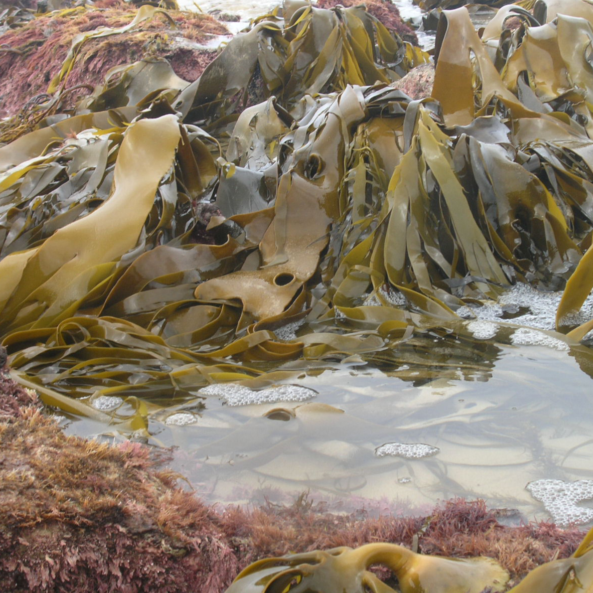 This image has an empty alt attribute; its file name is Bull-Kelp-Mark-Rodrigue-1.jpg