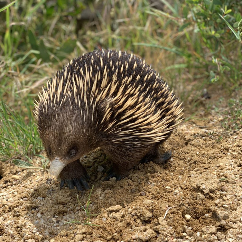 This image has an empty alt attribute; its file name is Echidna-NW-edited-1024x1024.jpg