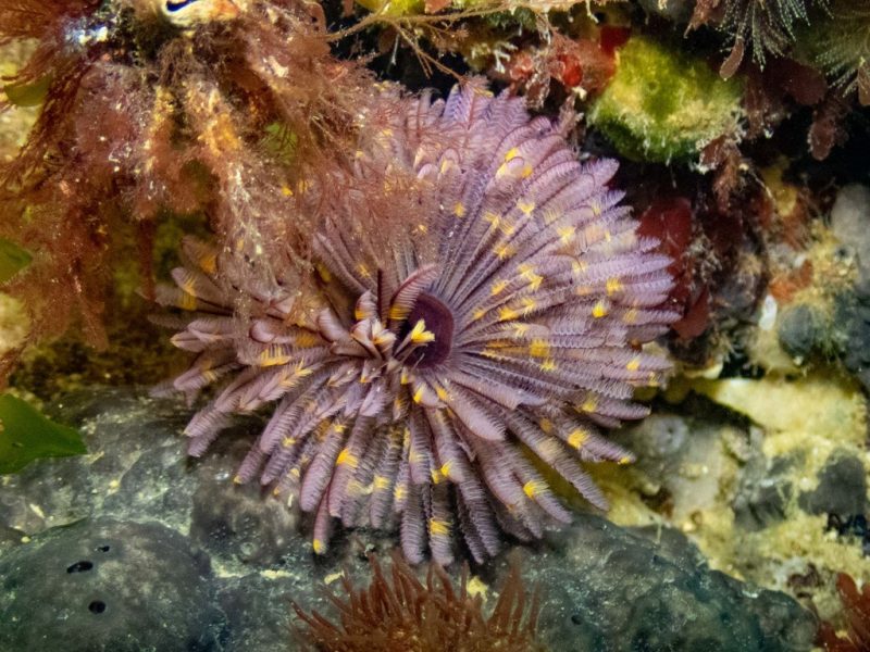 Worms Feather Duster Worm Barwon Bluff