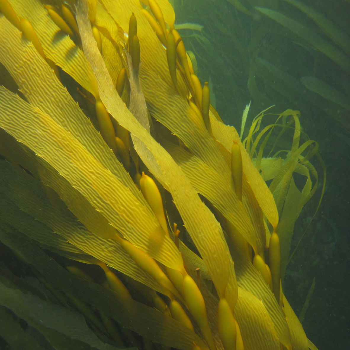 This image has an empty alt attribute; its file name is Giant-Kelp-Mark-Rodrigue-3.jpg