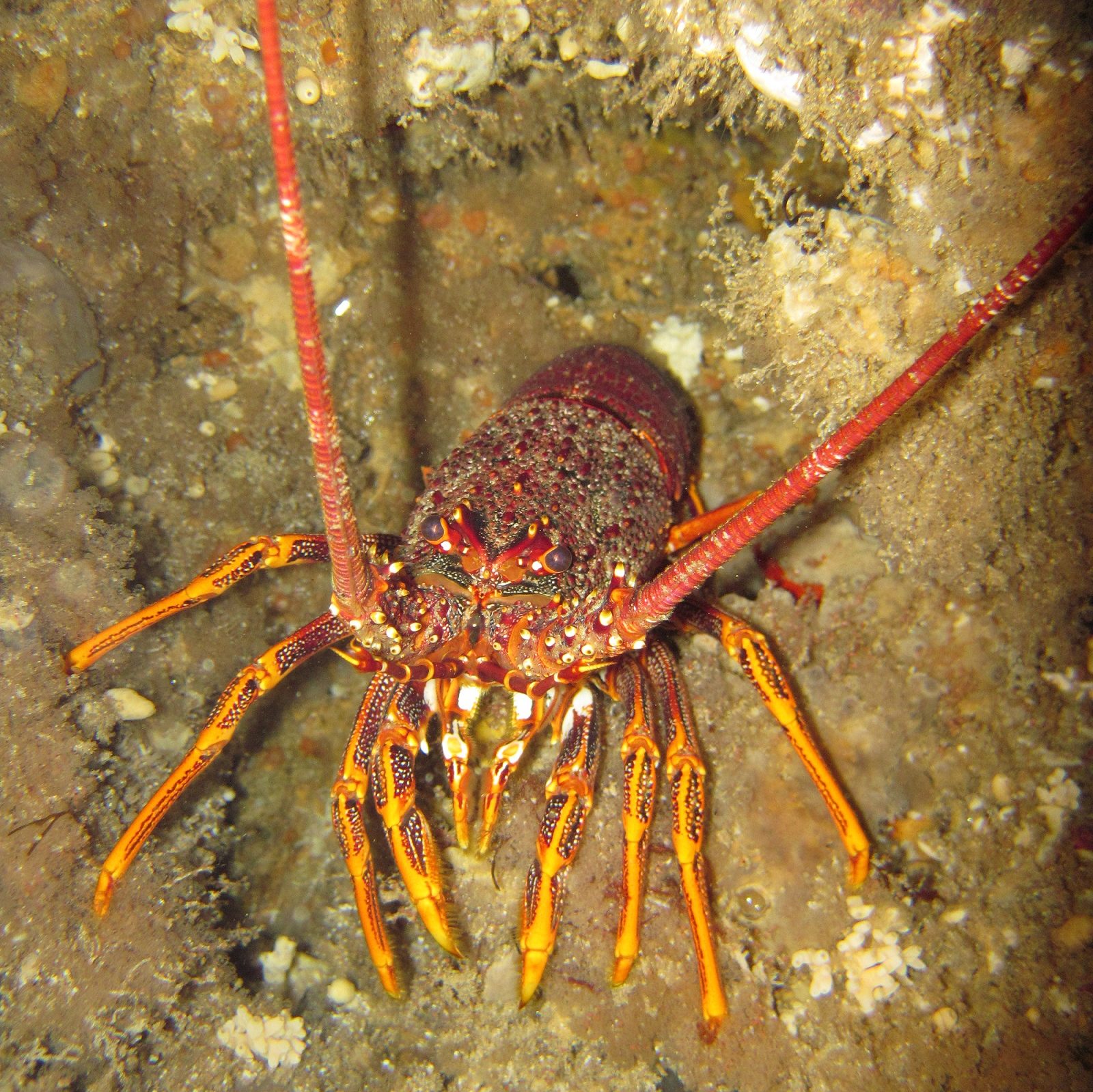 This image has an empty alt attribute; its file name is ROCK-LOBSTER-BBMS-080111-edited-1.jpg