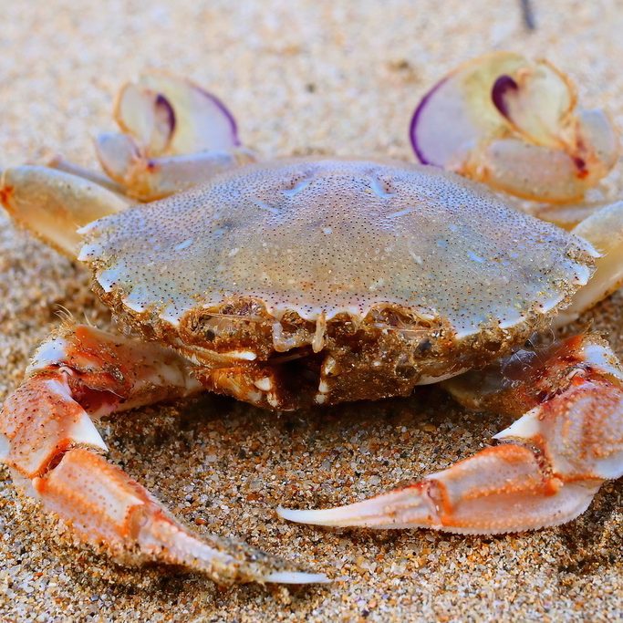 This image has an empty alt attribute; its file name is Sand-Crab-Bernie-Lingham-edited-1.jpeg