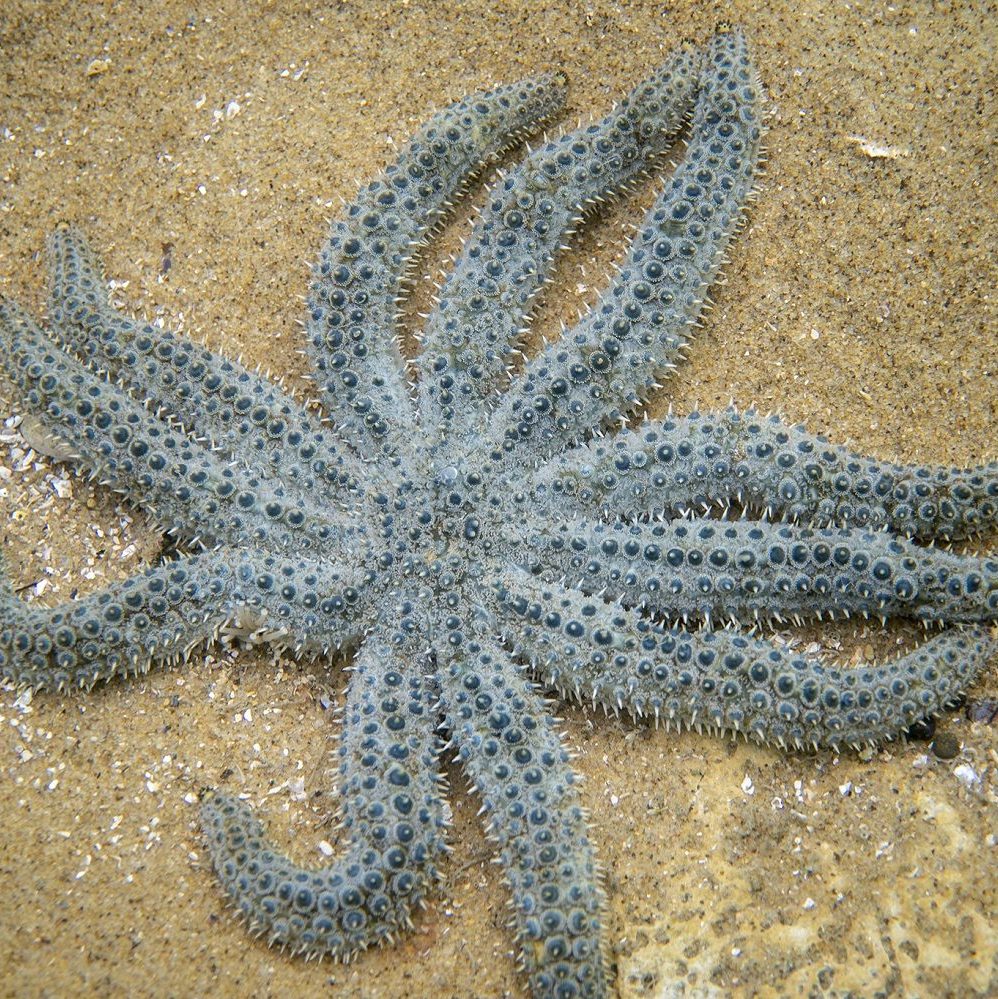 This image has an empty alt attribute; its file name is 11arm-seastar-WM-edited-1.jpg