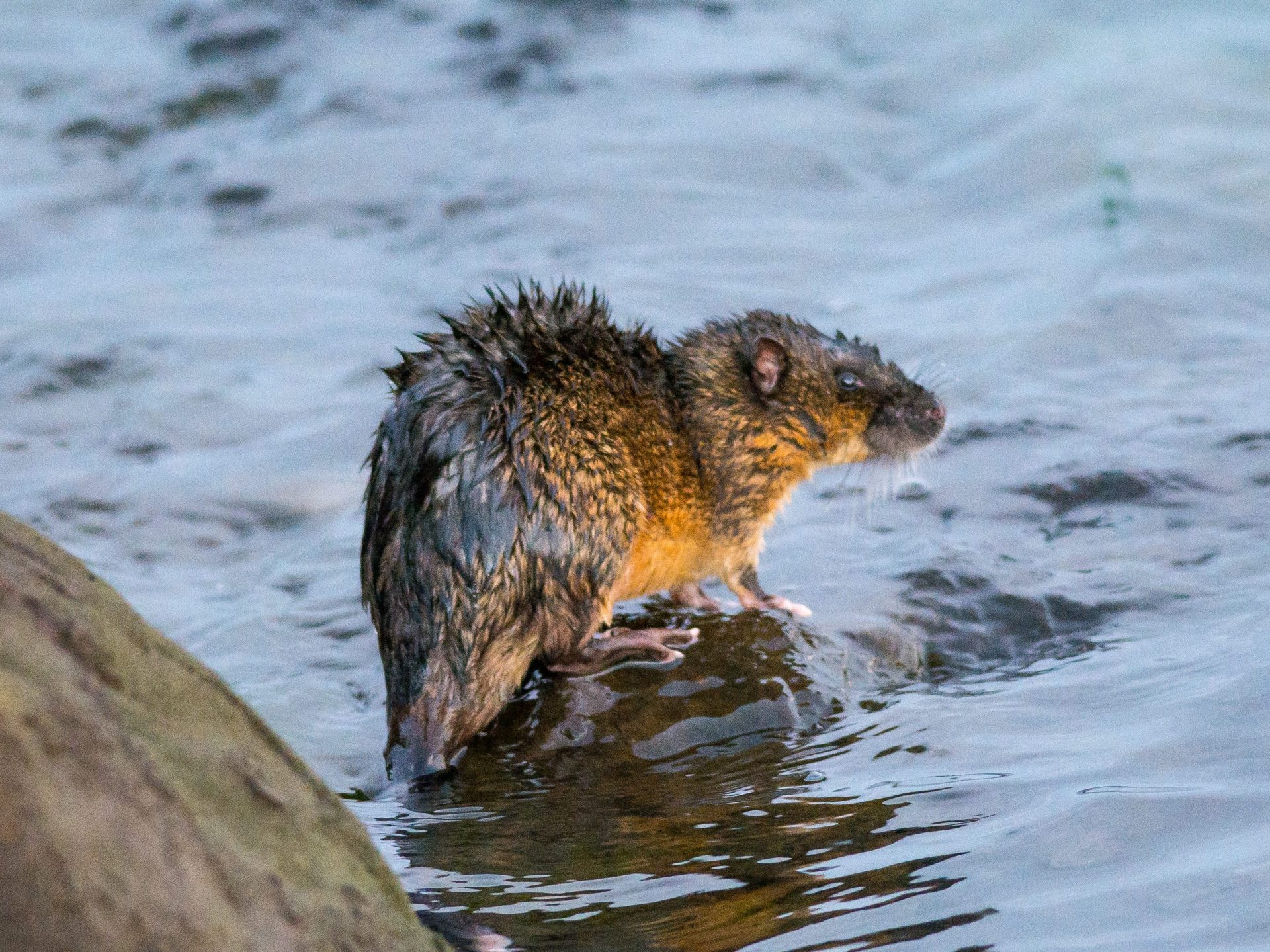 Mammals Rakali Native Water Rat Barwon Bluff mammals-rakali-native-water-rat-barwon-bluff
