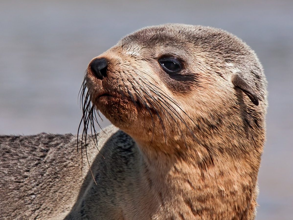 Mammals Australian Fur Seal Barwon Bluff Mammals Australian Fur Seal Barwon Bluff