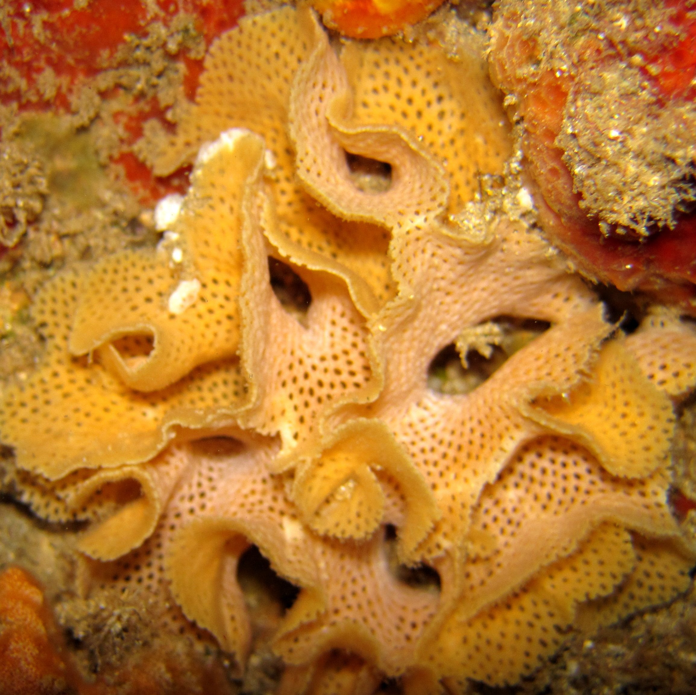 This image has an empty alt attribute; its file name is BRYOZOAN-2-edited.jpg