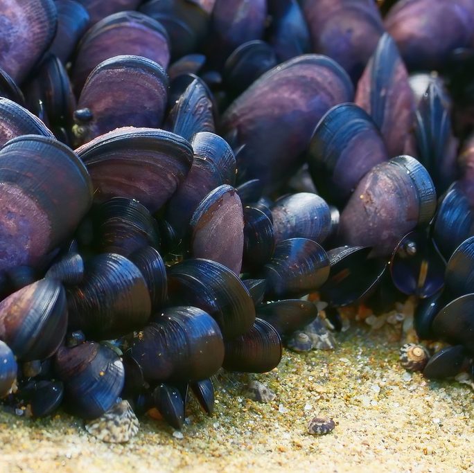 This image has an empty alt attribute; its file name is Beaked-Mussel-Rod-Lowther-1-edited.jpeg