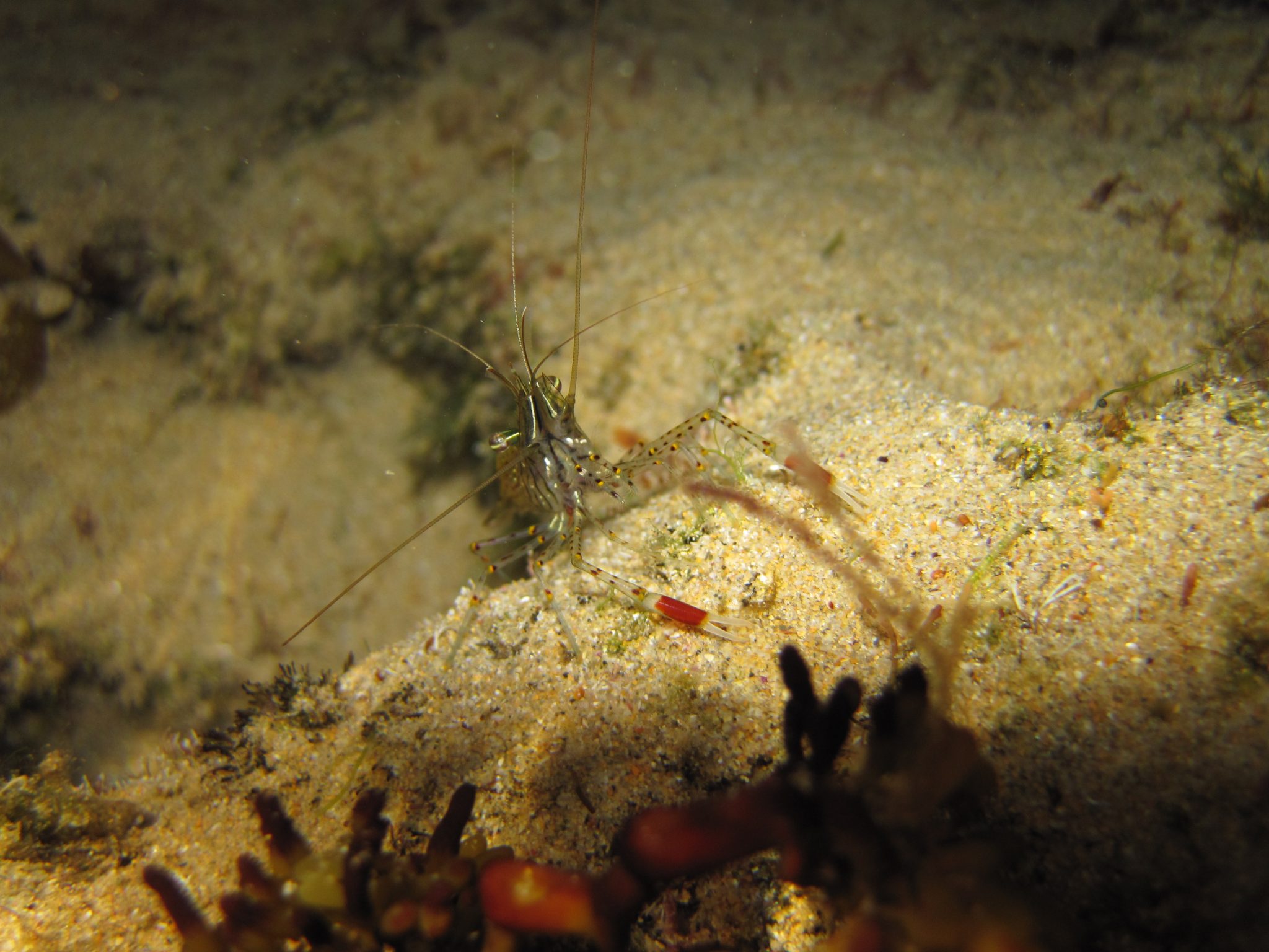 Arthropods – Estuary Shrimp – Barwon Bluff