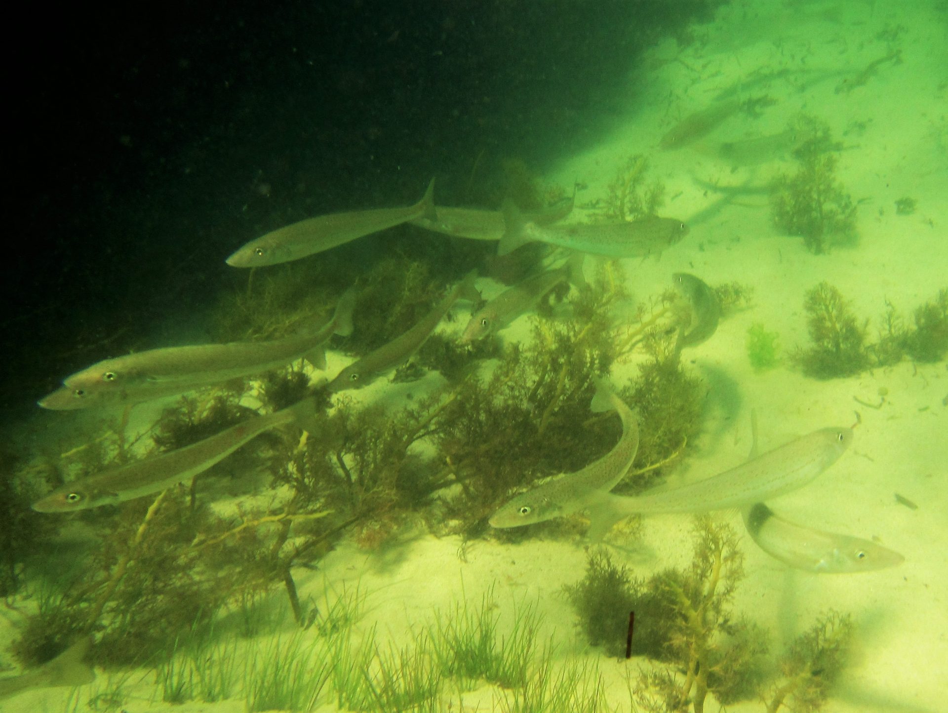 Fish – King George Whiting – Barwon Bluff