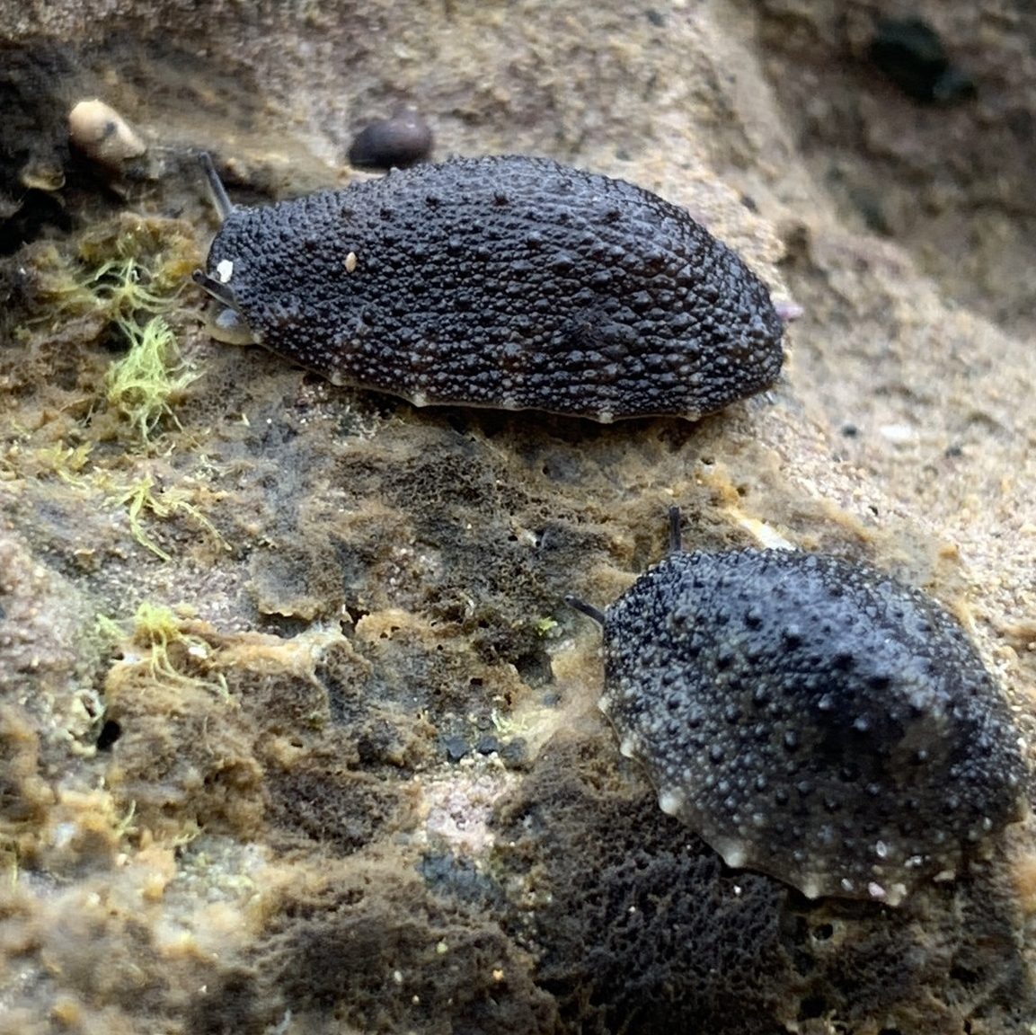 This image has an empty alt attribute; its file name is Leathery-Sea-Slug-NW-edited-1.jpg