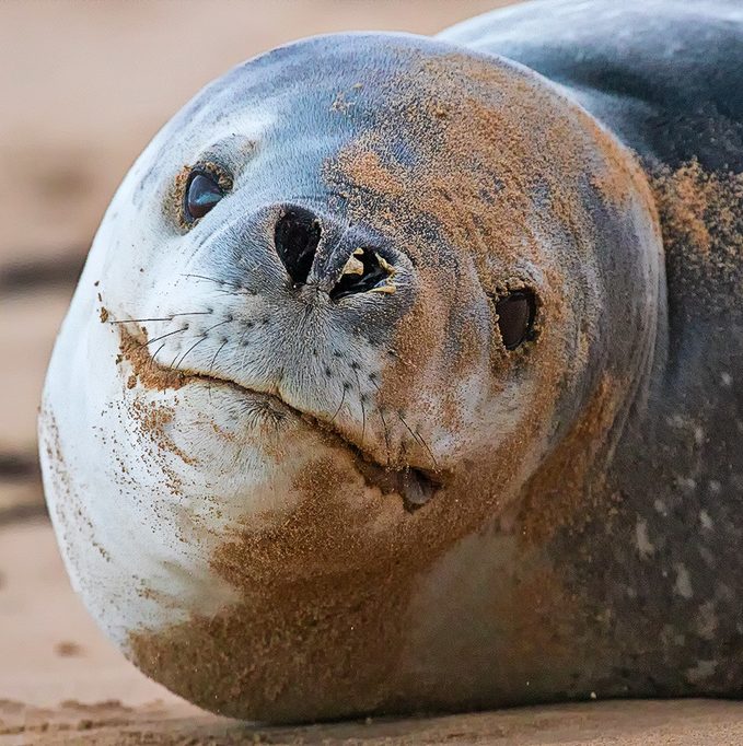 This image has an empty alt attribute; its file name is Leopard-Seal-Geoff-Gates-Point-Addis-edited-1.jpg