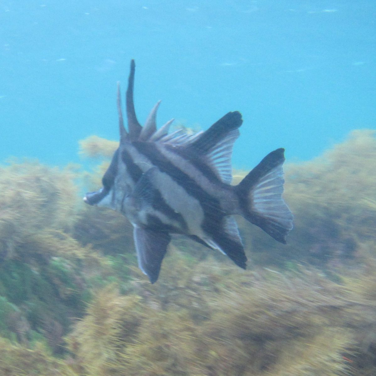 Fish – Long-snouted Boarfish – Barwon Bluff