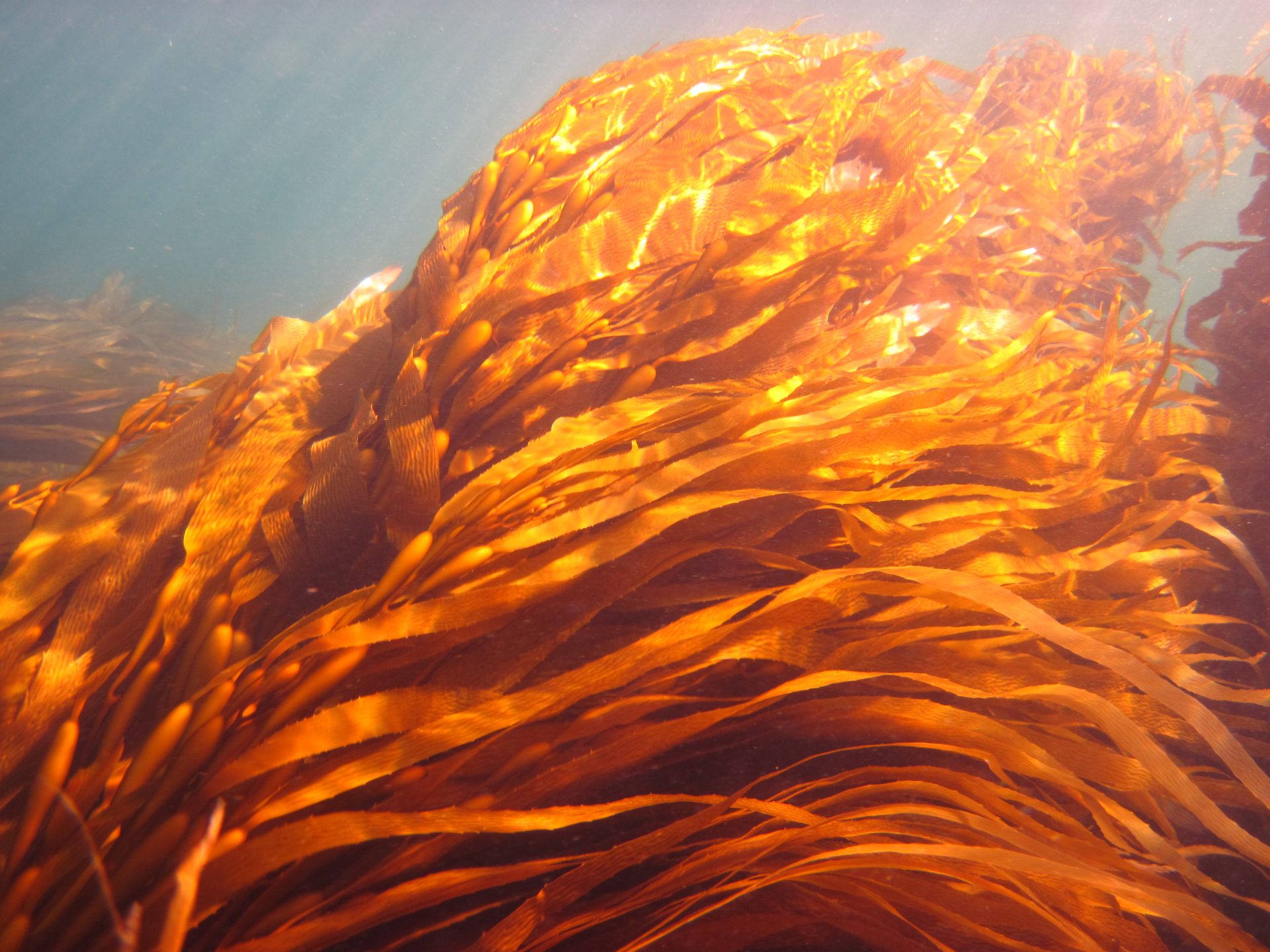 Algae Giant Kelp Barwon Bluff