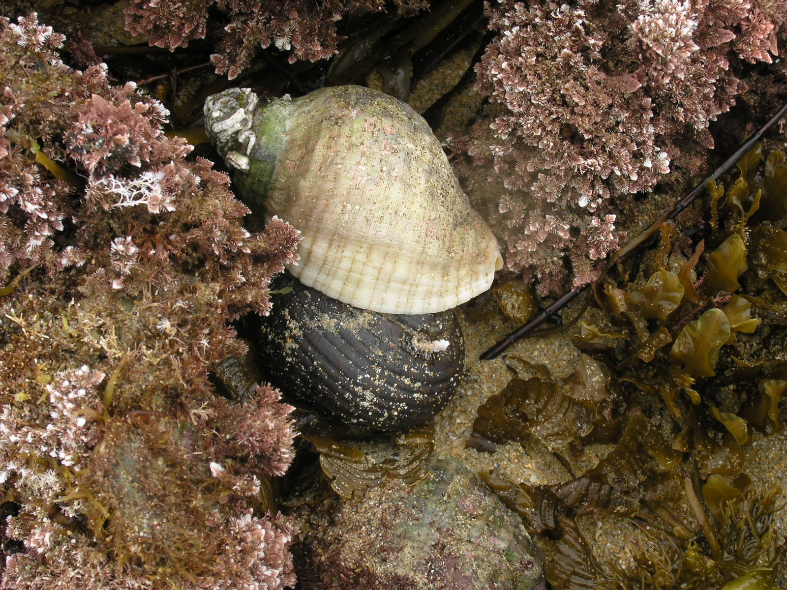 Molluscs Cart rut Shell Barwon Bluff