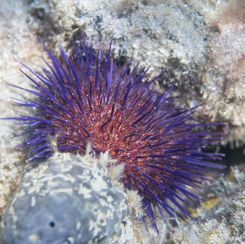 This image has an empty alt attribute; its file name is Purple-Sea-Urchin-Wayne-Martin-edited.jpg