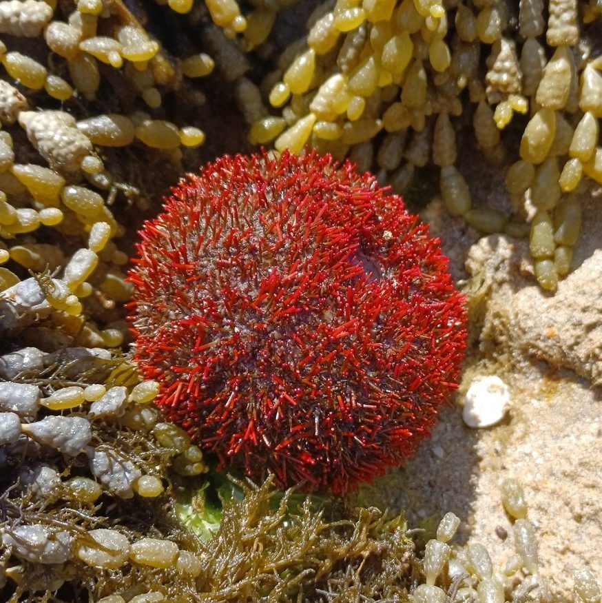 This image has an empty alt attribute; its file name is Red-spined-Sea-Urchin-Pete-Crowcroft-1-edited.jpeg