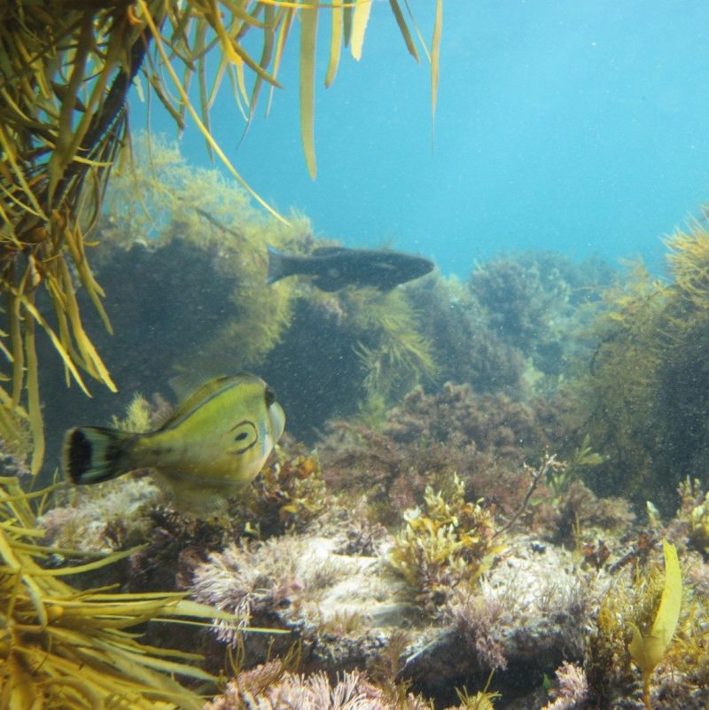 Marine Habitats Barwon Bluff