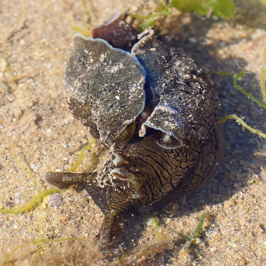 This image has an empty alt attribute; its file name is Sea-Hare-Bernie-Lingham-1-1-edited.jpeg