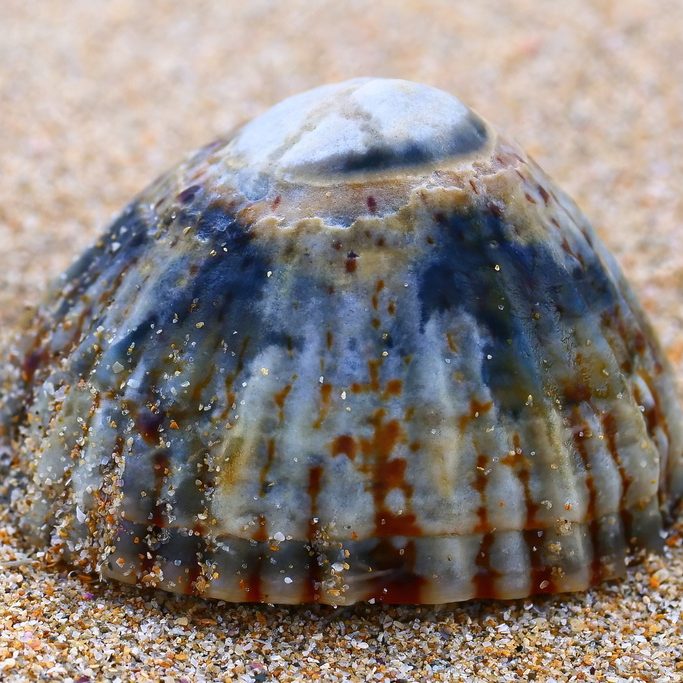 This image has an empty alt attribute; its file name is Smooth-Limpet-Bernie-Lingham-3-edited-1.jpeg