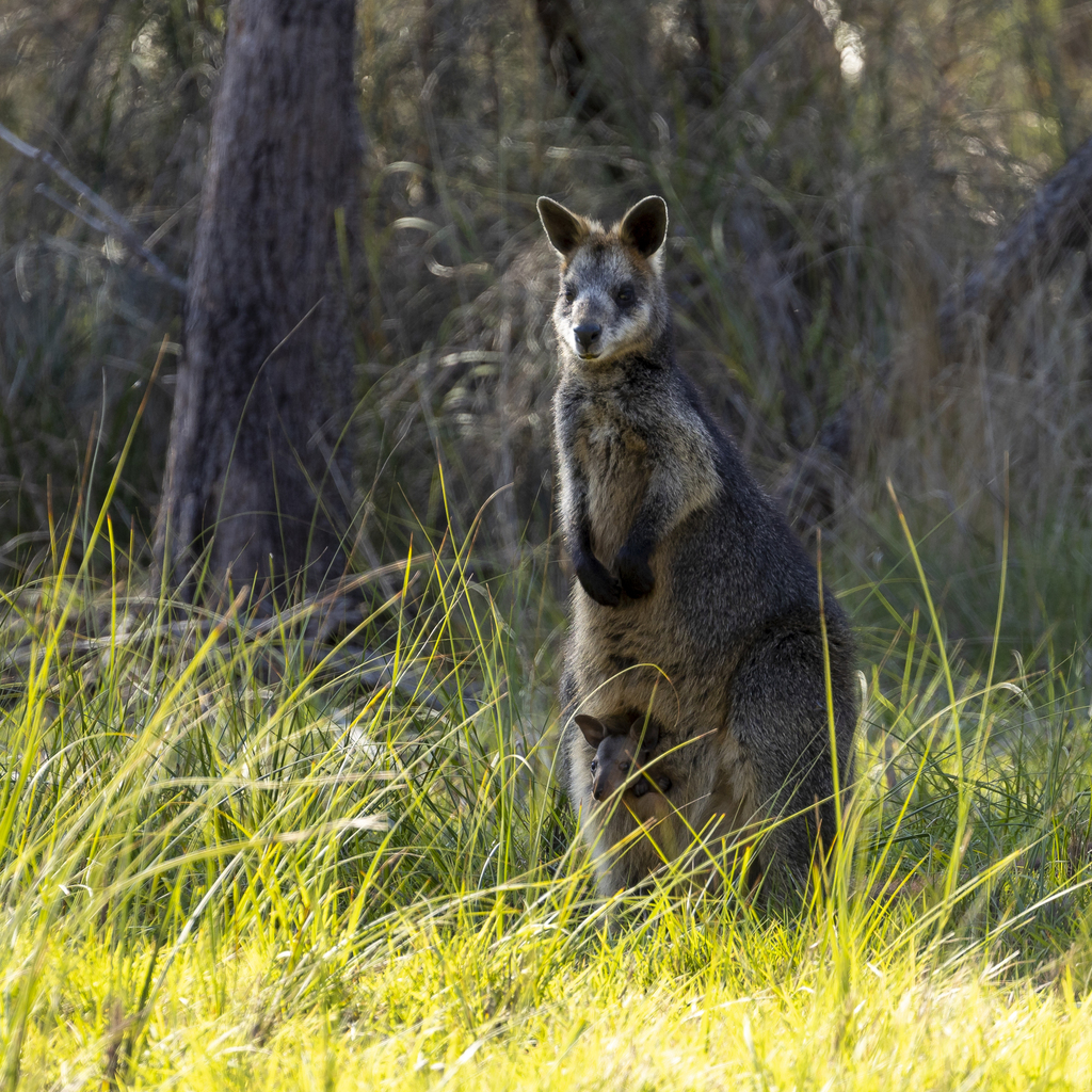 This image has an empty alt attribute; its file name is Swamp-Wallaby-Graham-Possingham.jpg