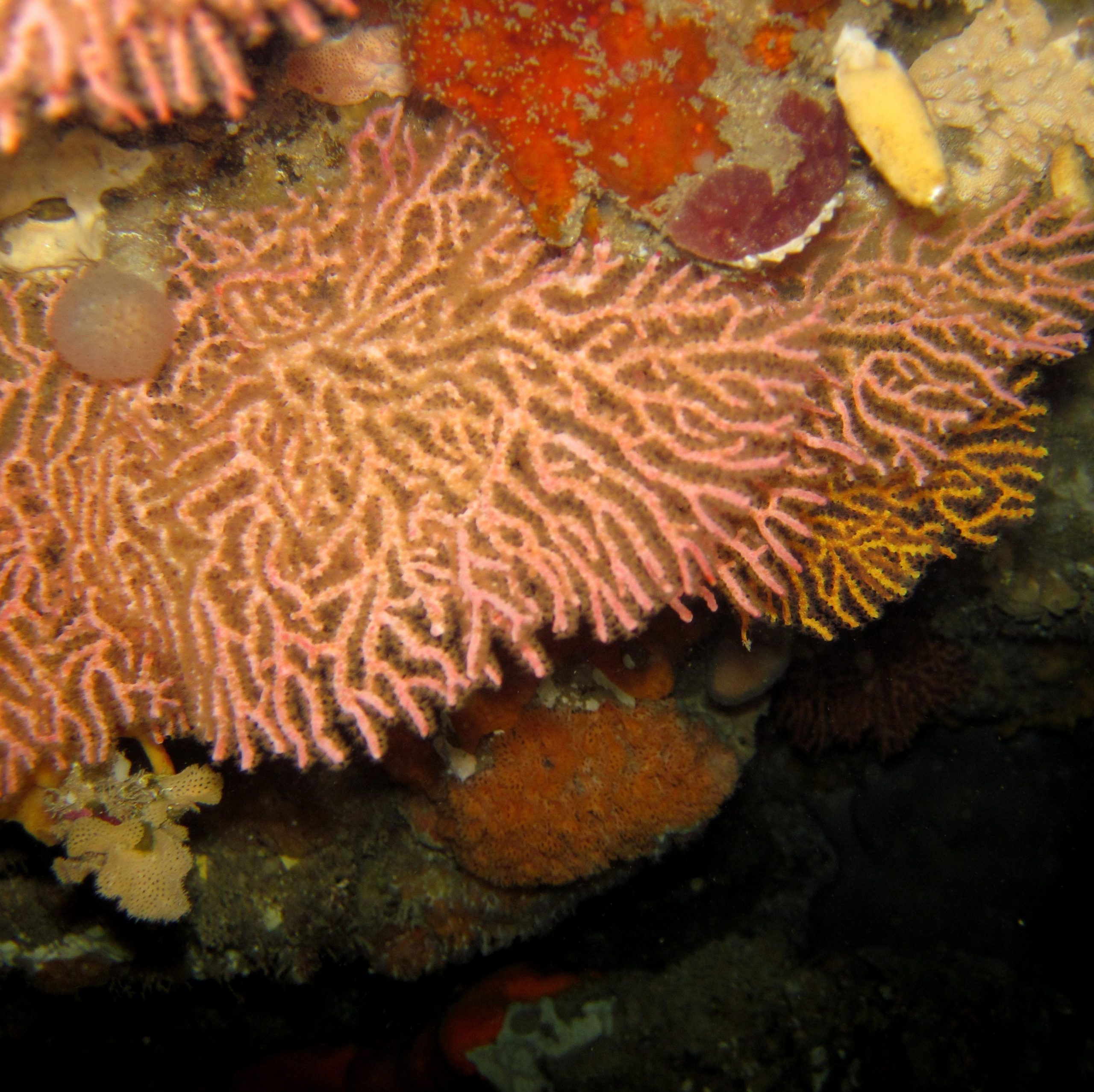 This image has an empty alt attribute; its file name is gorgonian-edited-scaled.jpg