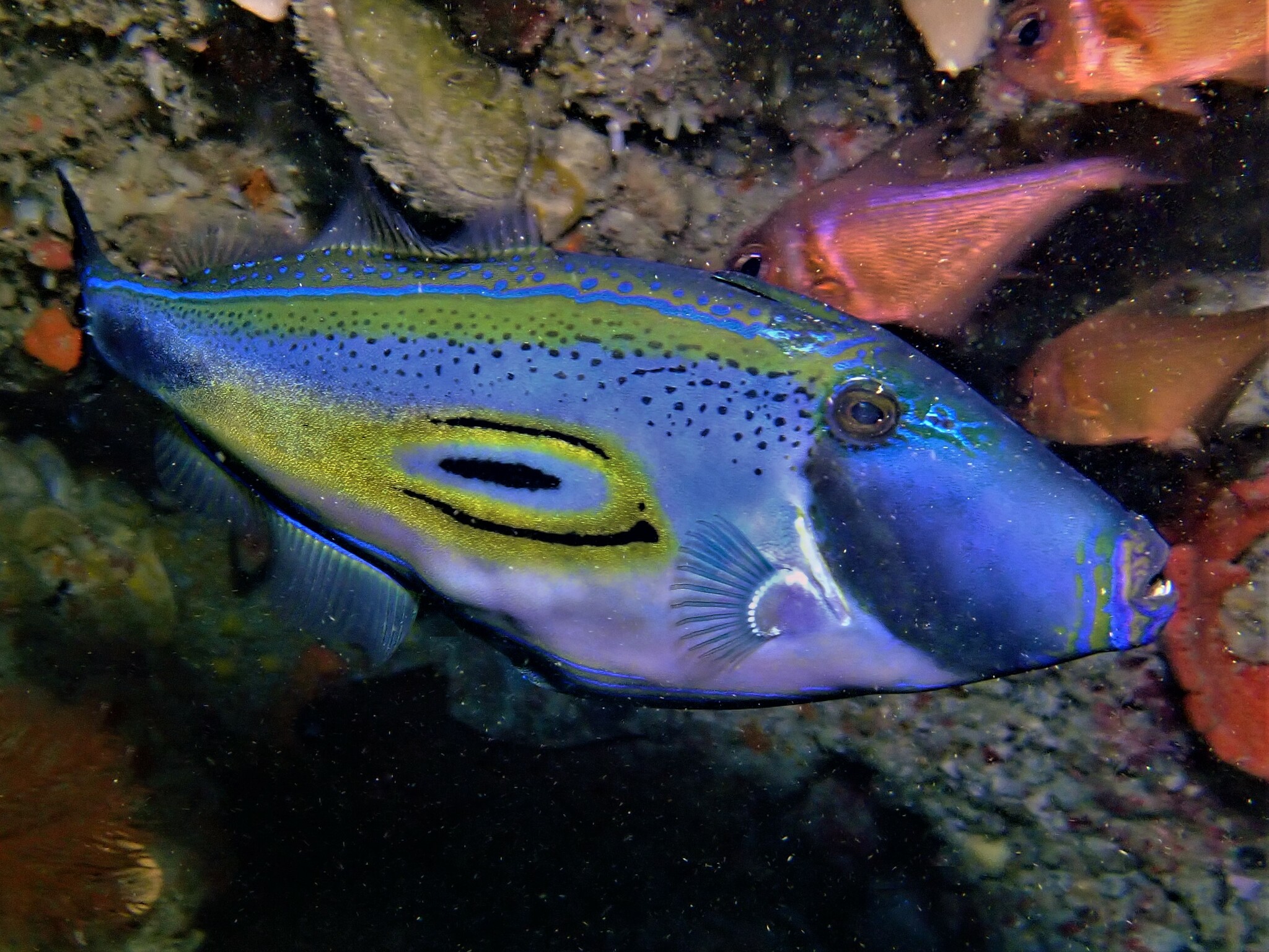 Fish Horseshoe Leatherjacket Barwon Bluff