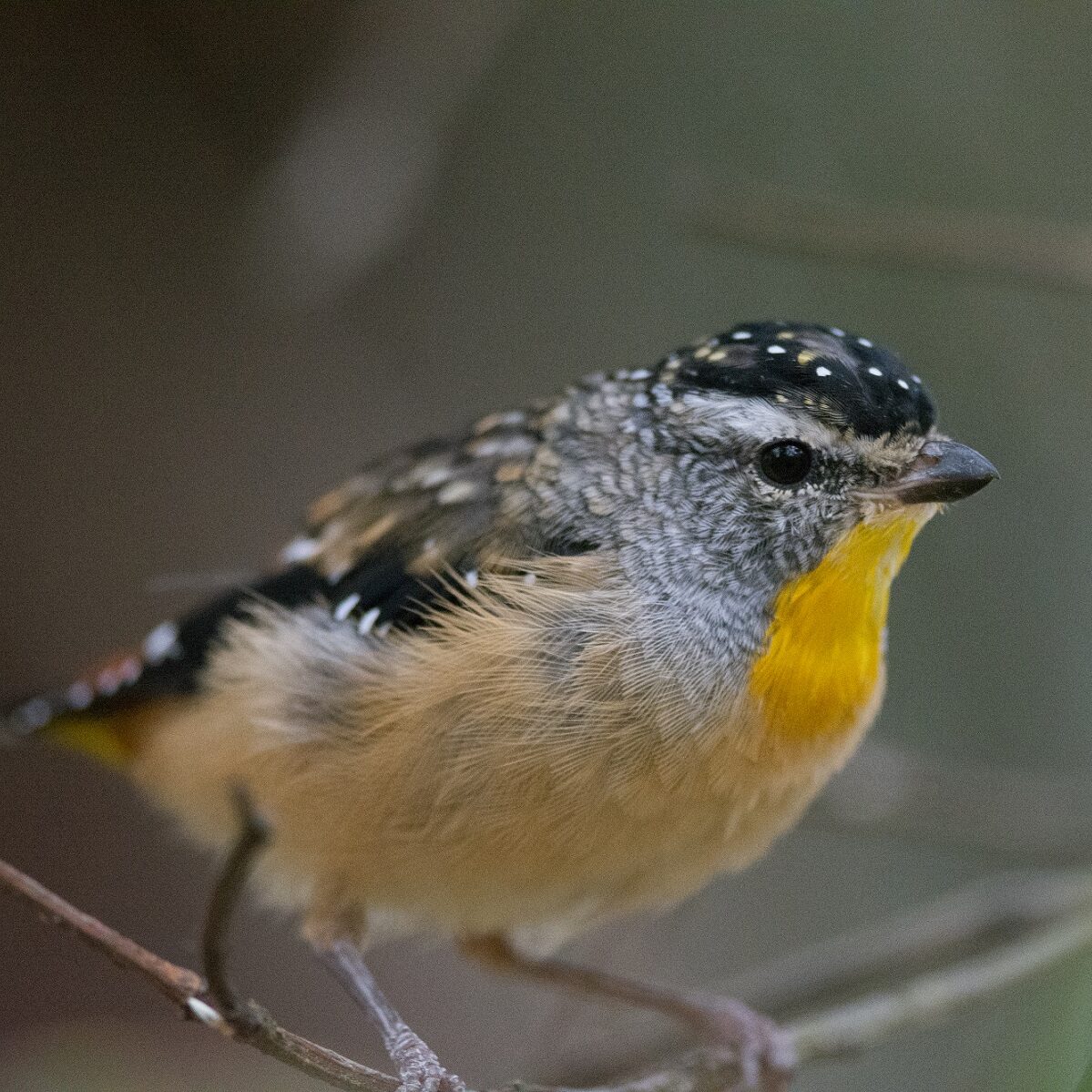 https://www.barwonbluff.com.au/wp-content/uploads/2022/11/Spotted-Pardalote-Lachlan-Forbes-edited.jpg