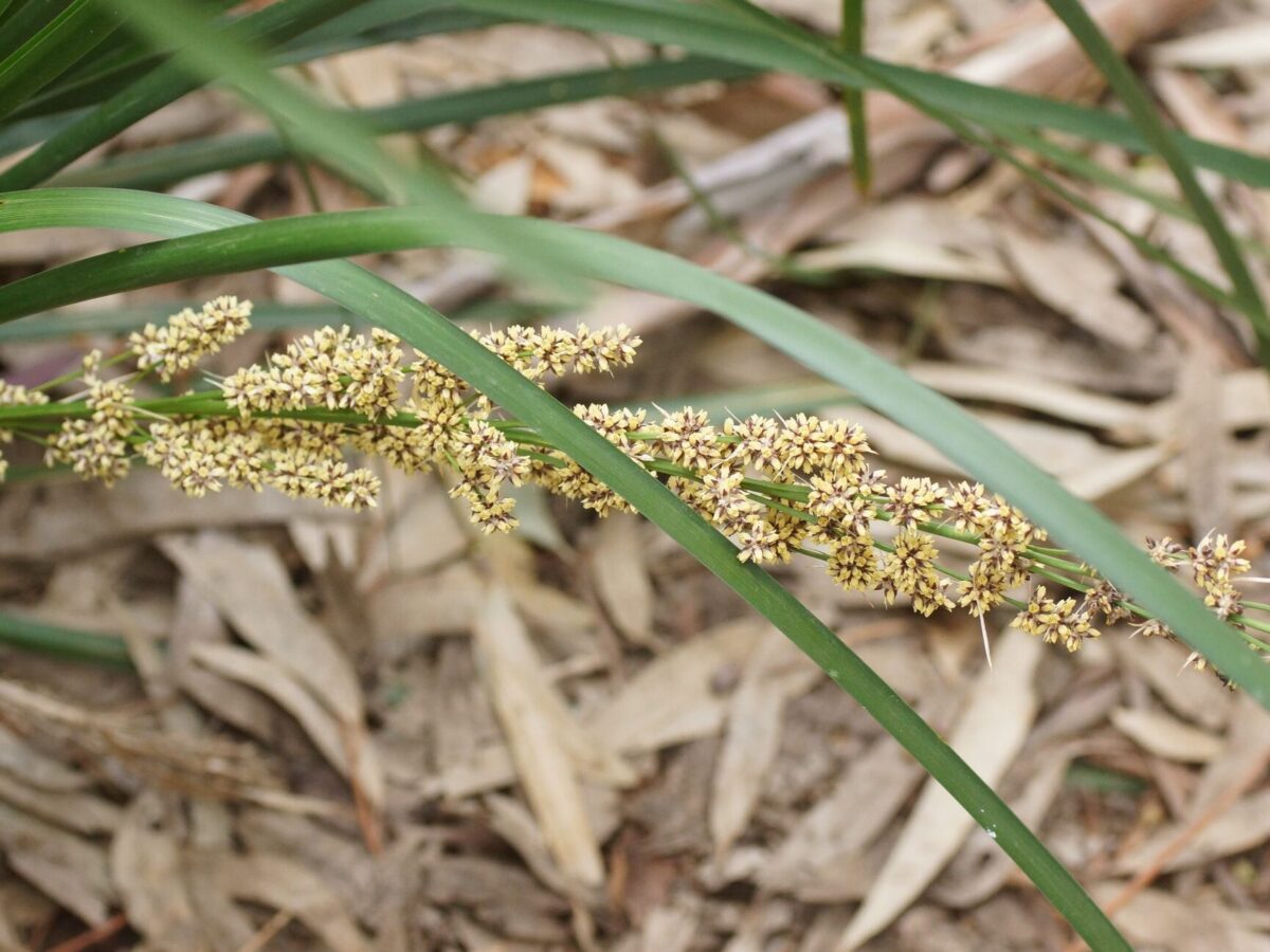 Plant Spinyheaded Mat Rush Barwon Bluff