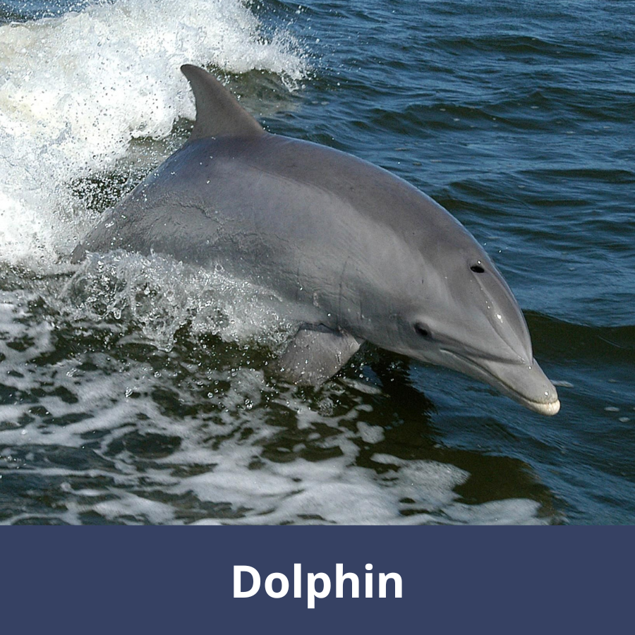 Marine memory – image to fact – Barwon Bluff