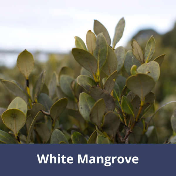 Mangrove