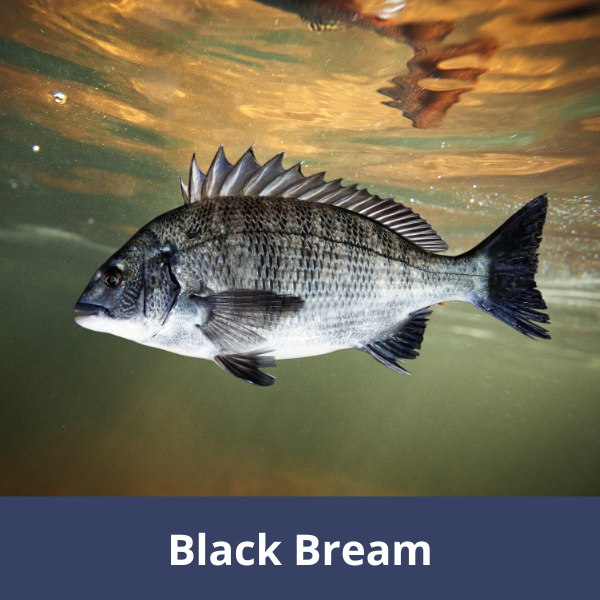 Black bream