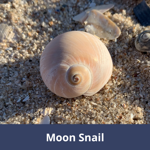 Moon snail
