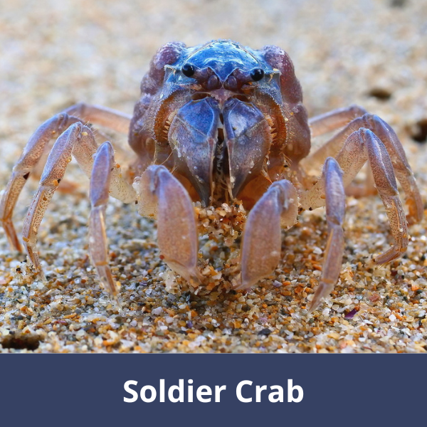 Soldier crab