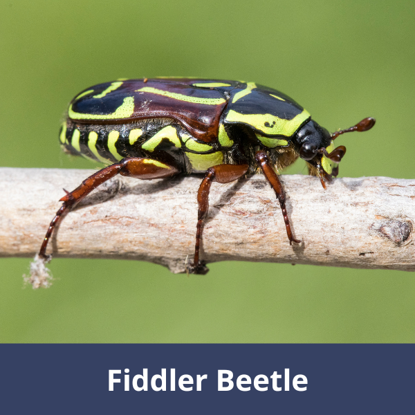 Fiddler beetle
