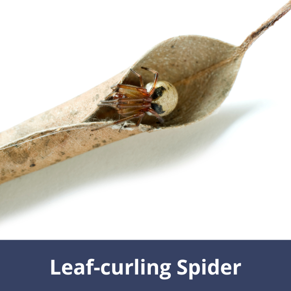Leaf-curling spider