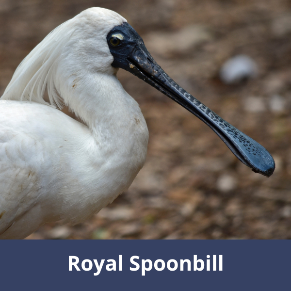 Royal spoonbill