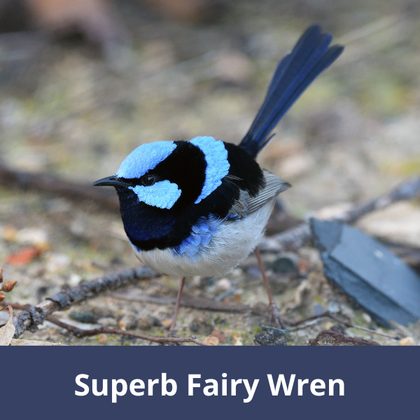 Superb Fairy-wren