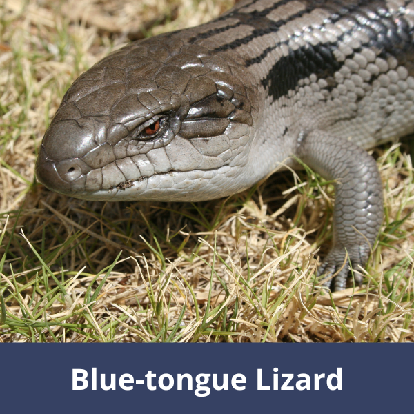 Blue-tongue