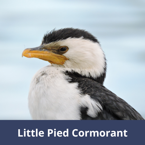 Little pied cormorant