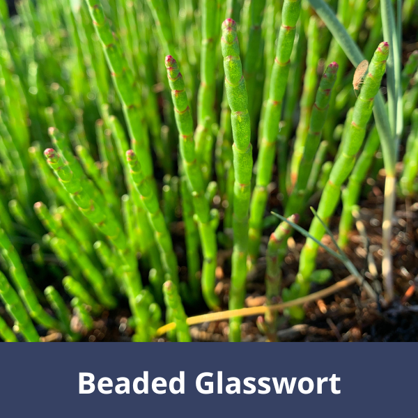Beaded glasswort