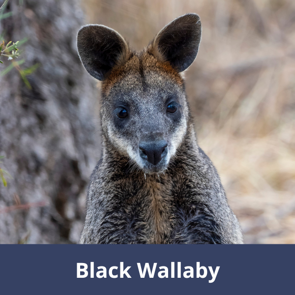 Black wallaby