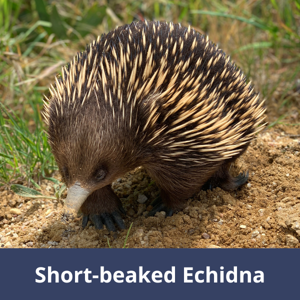 Echidna