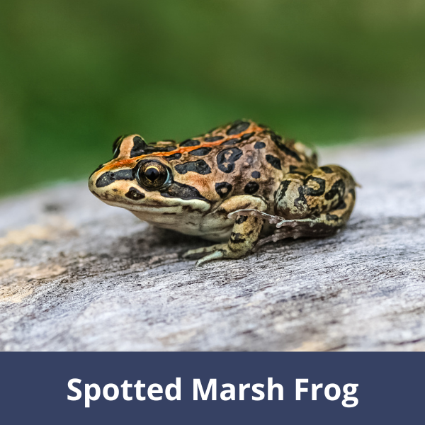 Spotted Marsh Frog